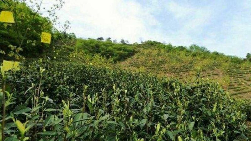 四川农业种植技术推广站：精准定位，高效服务指南